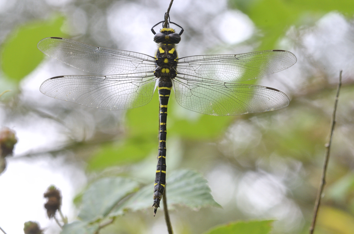 Cordulegaster boltonii f: ?